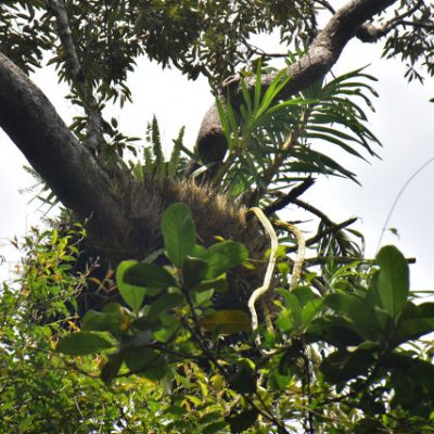 Anggrek-Sebelum-Rescue